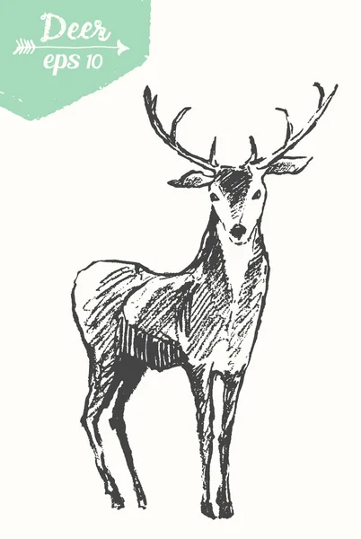 鹿、ビンテージの図のスケッチ — ストックベクタ