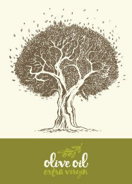 Çizim vektör illüstrasyonu zeytin ağacı etiketi yağı