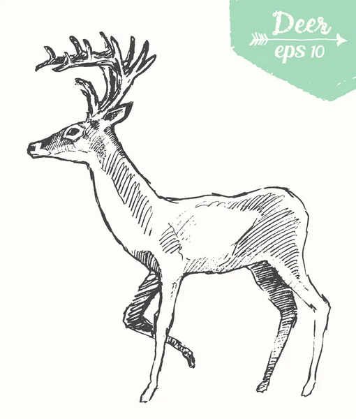 Kroki geyik vintage illüstrasyon el çizilmiş vektör — Stok Vektör
