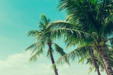 Hindistan cevizi palmiyeleri tropikal arkaplan, klasik