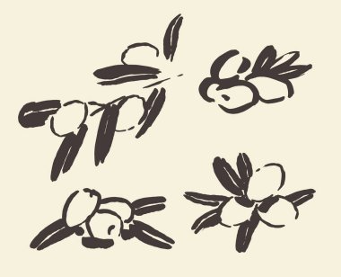 Mürekkep çizilmiş zeytin ağacı dalları vektörünü ayarla