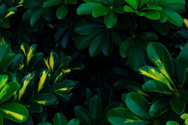 Gerçek tropikal yapraklar arka plan, orman yaprakları bağbozumu