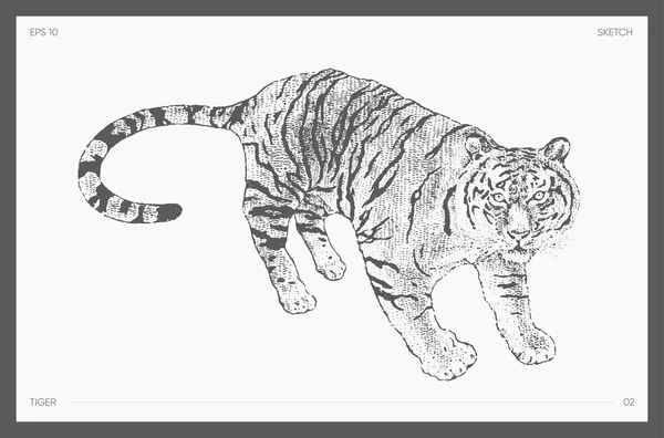 Высокодетальный векторный эскиз тигра — стоковый вектор