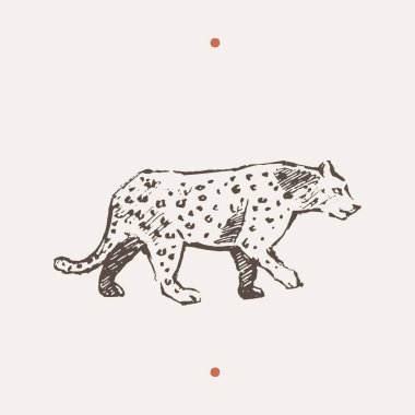 Leoparın gerçekçi bir tasviri. Bir vektör çiz