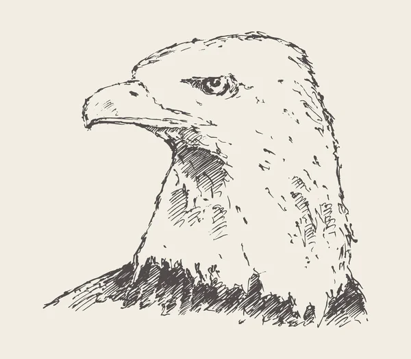 Aigle regardant sur la distance dessinée croquis vectoriel — Image vectorielle