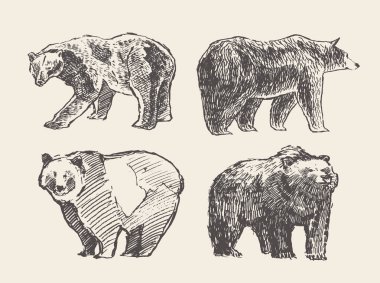 Çizilmiş yabani biralar, vektör illüstrasyonu, çizim