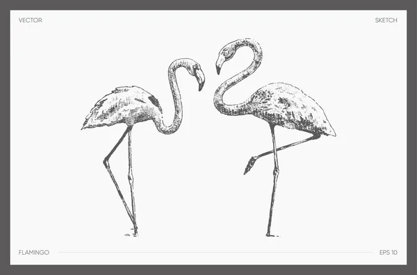 Yüksek detay çizilmiş vektör flamingo gerçekçi çizimi — Stok Vektör