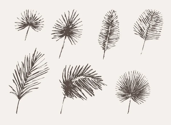 Çizilmiş palmiye yapraklarını ayarla Tropik vektör — Stok Vektör
