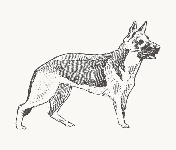 Немецкая овчарка векторная собака реалистичный скетч — стоковый вектор