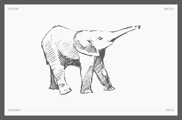 Hand drawn vector little elephant drawing sketch — 스톡 벡터