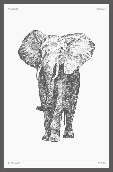 Vysoký detailní kreslený vektorový náčrt slona — Stockový vektor
