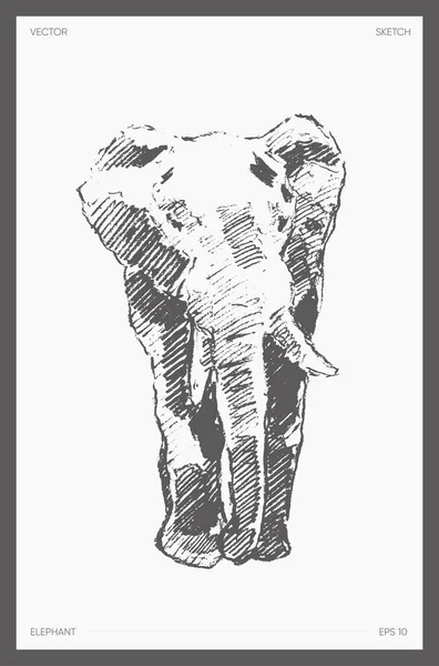 Alto detalle dibujado vector elefante dibujo boceto — Vector de stock
