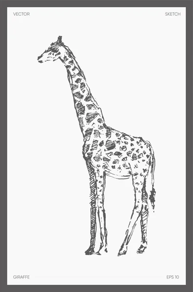 High detail drawn vector giraffe realistic sketch — Vettoriale Stock