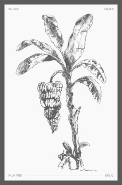 Yüksek detay vektörü muz palmiyesi çizimi