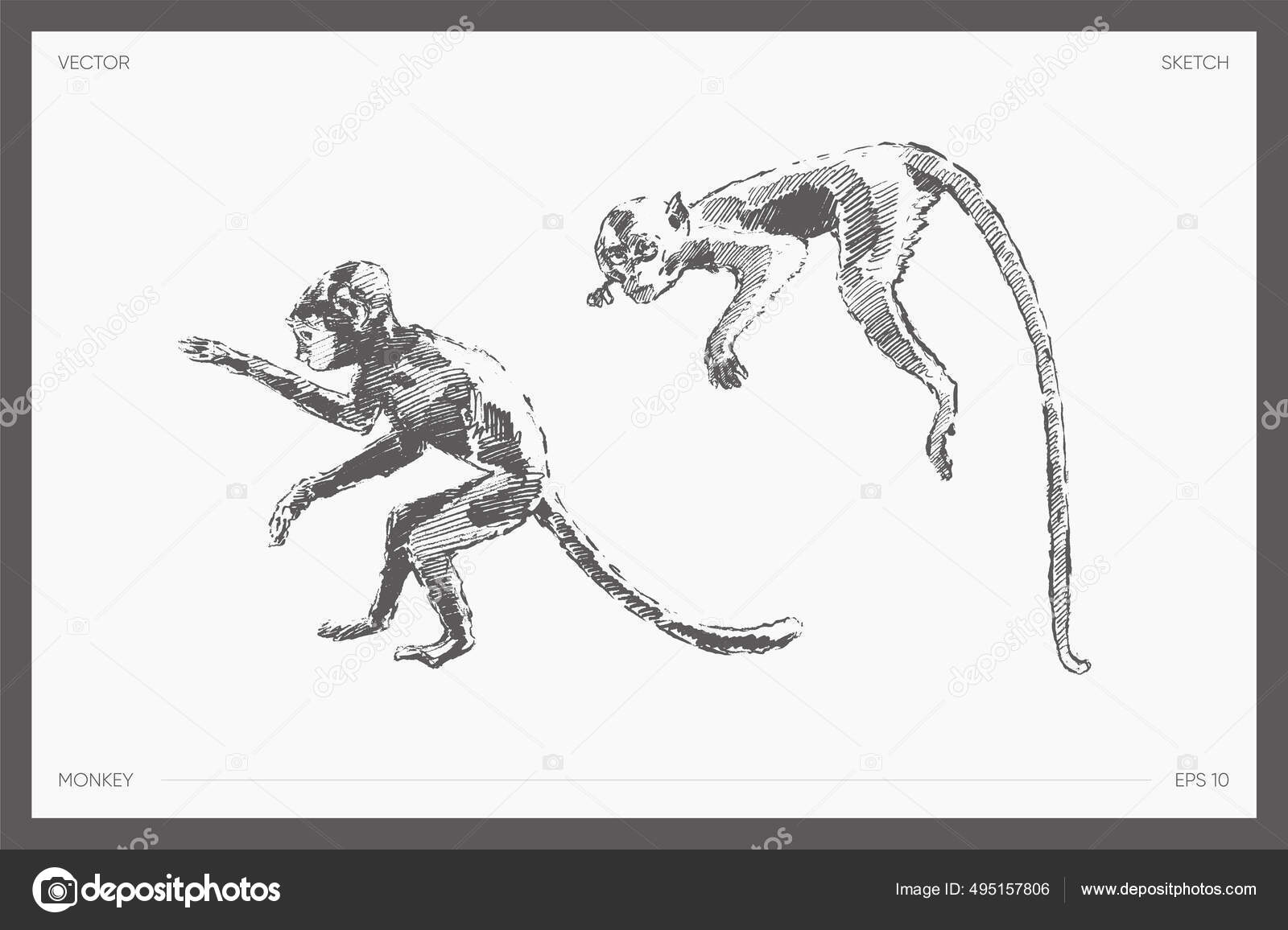 Ilustração vetorial desenhada à mão com alto detalhe de macaco com banana, desenho  realista, esboço
