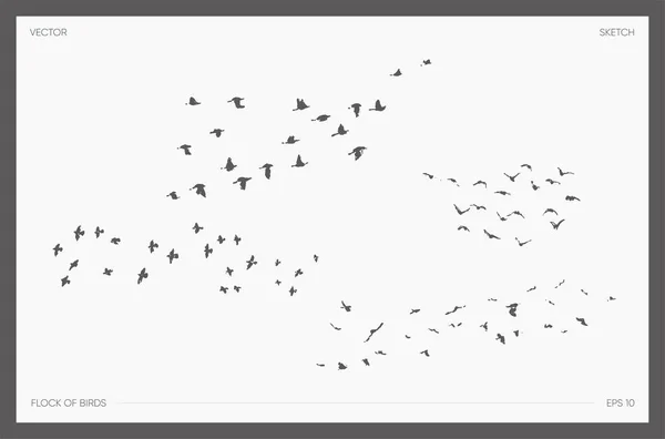 Set of drawn vector flock of birds, realistic drawings silhouettes, sketch — Stock Vector