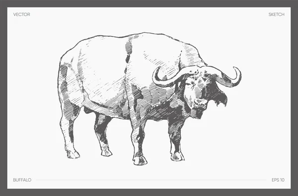Vetor de búfalo de água desenhado à mão de alto detalhe —  Vetores de Stock