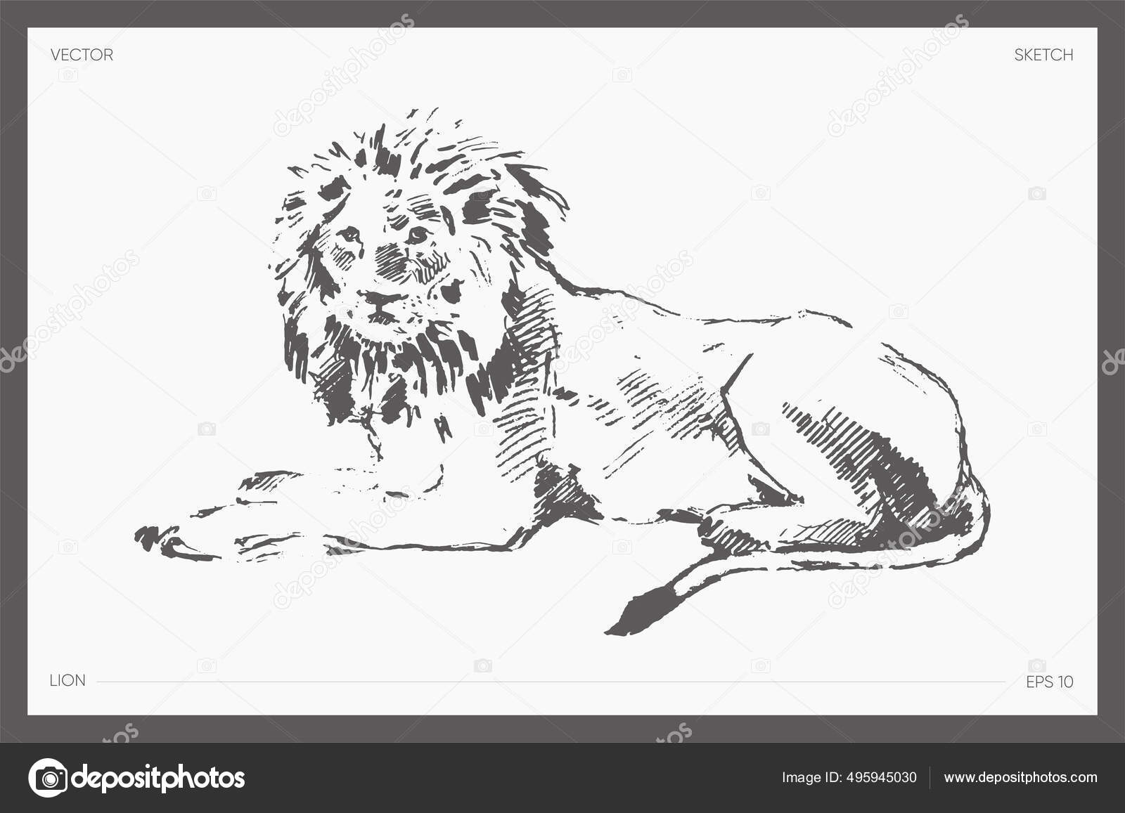 58 Lion draw realistic Illustrazioni Stock | DepositPhotos, image size:1600x1157