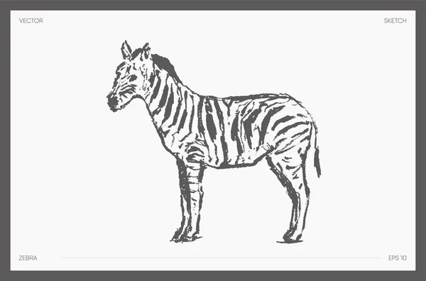 Yüksek detaylı el çizimi vektör zebra çizimi — Stok Vektör