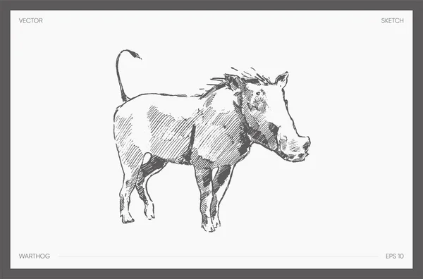 Vector dibujado de dibujo realista warthog bosquejo — Vector de stock