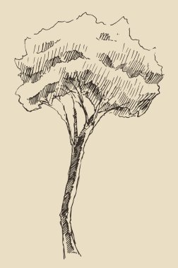 elle çizilmiş ağaç kroki