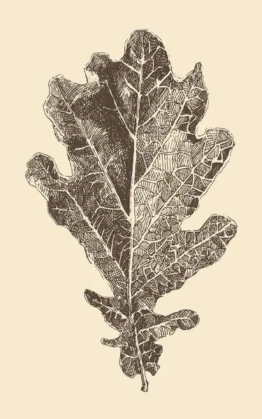 Φύλλα δρυός ζωγραφισμένα στο χέρι — Διανυσματικό Αρχείο