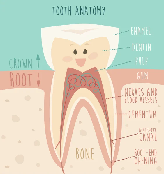 Υγιή λευκό δόντι — Διανυσματικό Αρχείο