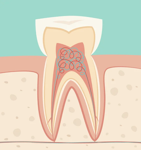 Friska vit tand — Stock vektor
