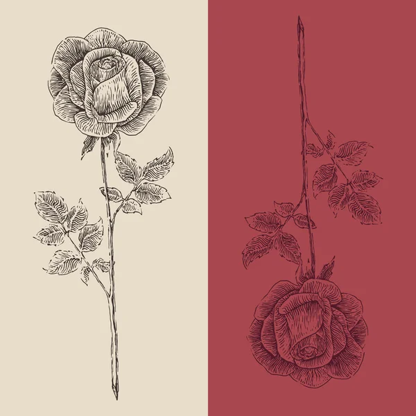 Kézzel rajzolt Rózsa virág — Stock Vector