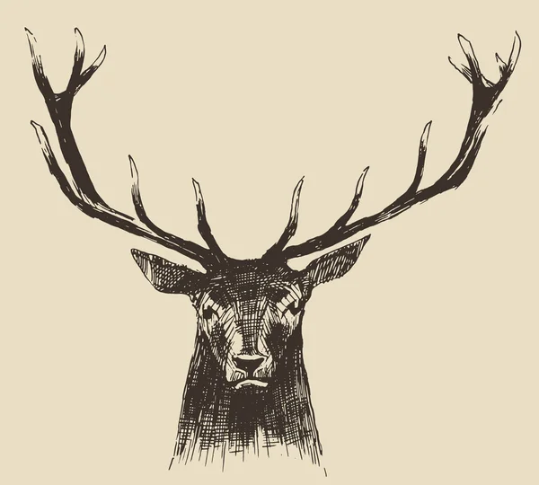 Deer engraving style — Stock Vector