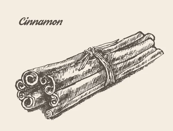 Sketsa Cinnamon gambar tangan - Stok Vektor