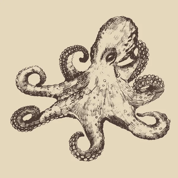 Hand drawn sketch of Octopus — Stock Vector