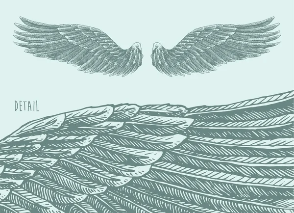Эскиз крыльев ангелов — стоковый вектор