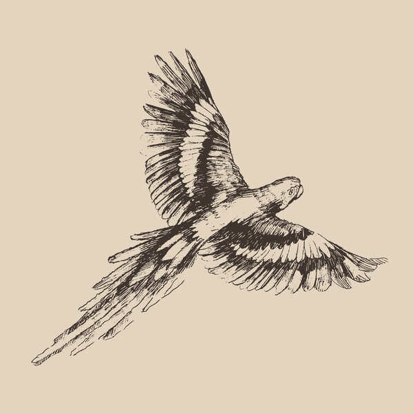 Ручной рисунок попугая
