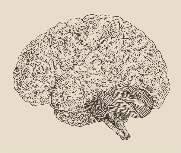 Cérebro humano desenhado à mão —  Vetores de Stock