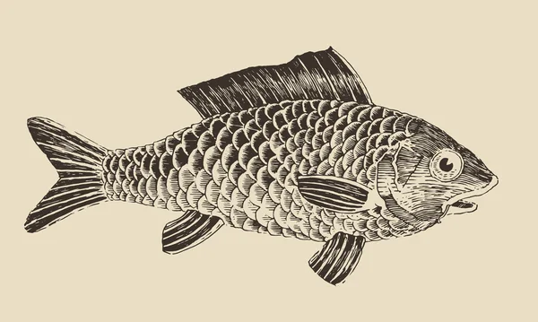 Handgezogener Brachsenfisch — Stockvektor