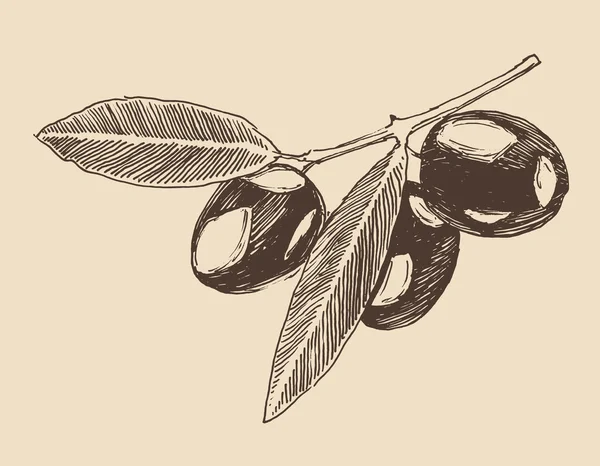 Оливковая ветвь — стоковый вектор