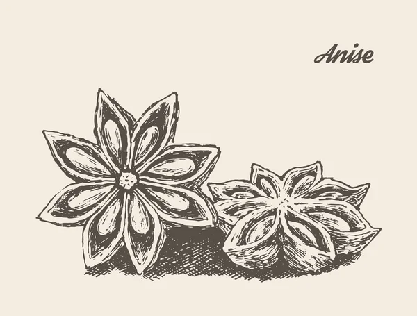 Anise vintage gambar tangan - Stok Vektor