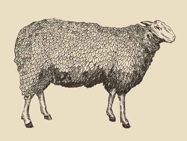 Grabado de ovejas aisladas — Vector de stock