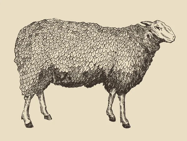 4,430 Sheep vintage Vector Images | Depositphotos