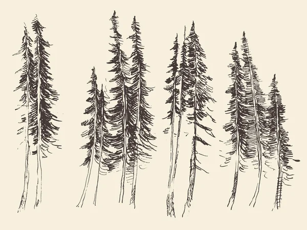 Gravure sur forêt de sapin vecteur croquis dessiné à la main — Image vectorielle