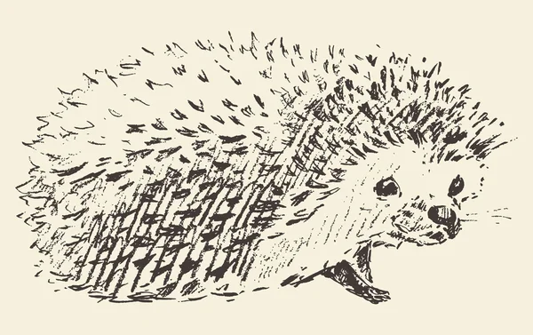 Hedgehog gravura estilo vintage desenhado esboço — Vetor de Stock