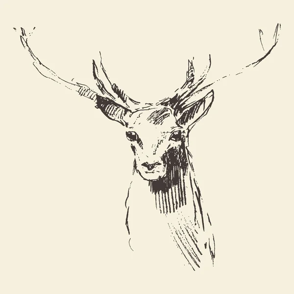 Dibujo dibujado a mano ilustración de grabado de ciervos — Vector de stock