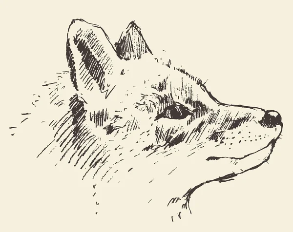 Fox cabeza estilo vintage ilustración dibujado boceto — Archivo Imágenes Vectoriales