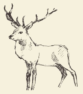 Deer Engraving, Vintage Illustration, Vector clipart