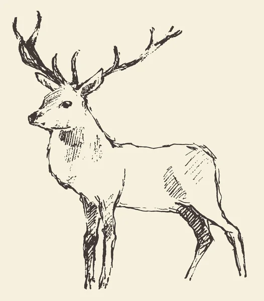 Gravure sur cerf, Illustration vintage, Vecteur — Image vectorielle