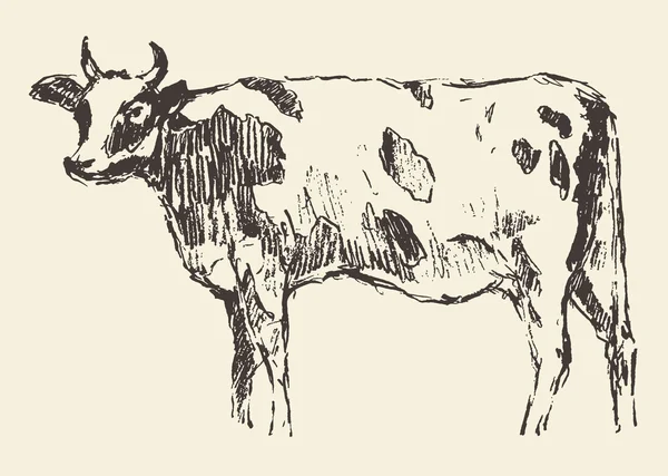 Vaca reperat bovine olandeze rasa desenat manual schiță — Vector de stoc