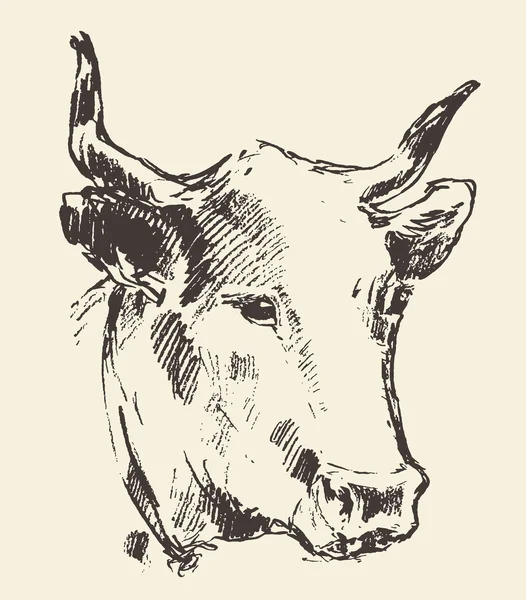 Cow head with bell dutch cattle breed drawn sketch — Stock Vector