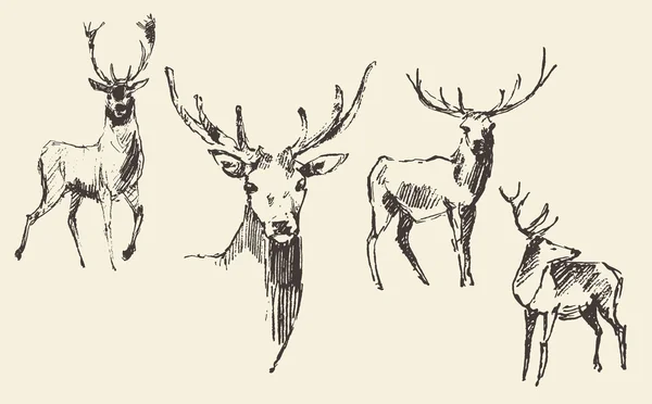 ヴィンテージ手描きのスケッチを彫刻鹿のセット — ストックベクタ