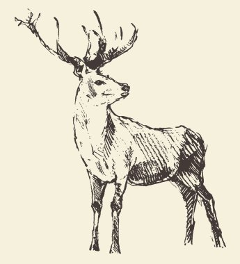 Deer Engraving, Vintage Illustration, Vector clipart